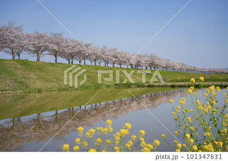 水田に映り込む満開の桜 101347631