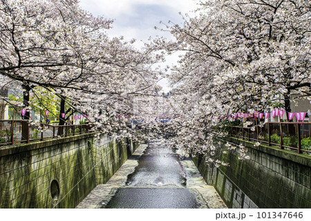 東京都　目黒川　上流　満開の桜 101347646