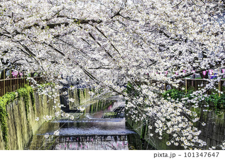 東京都　目黒川　中流　満開の桜 101347647
