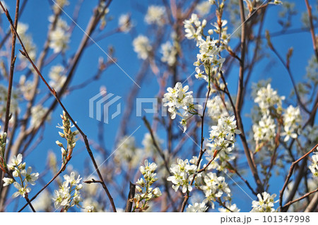 白いジューンベリーの花（春、四月） 101347998