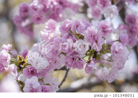 グラーデーションが見事なササベザクラ 101348031