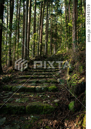 早朝の熊野古道の石段 101348159