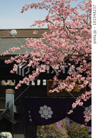密蔵院の桜 101348237