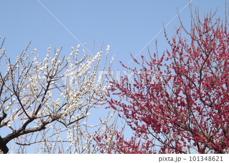 青空に映える紅白の梅 青空に映える紅白の梅 101348621