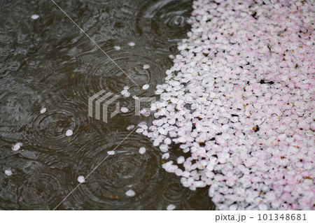 水たまりに散った桜が浮かぶ様子 101348681