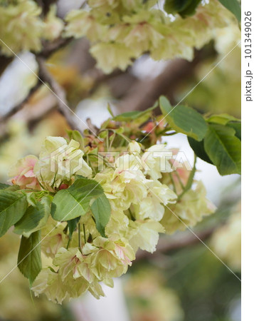 緑の桜 御衣黄桜 緑の桜 御衣黄桜 101349026