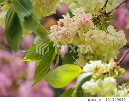 緑の桜　御衣黄桜 101349030
