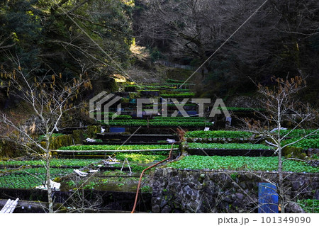 筏場のわさび田　静岡県伊豆市 101349090