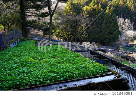 筏場のわさび田　静岡県伊豆市 101349091