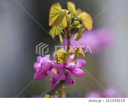 ハナズオウの花 ハナズオウの花 101349219
