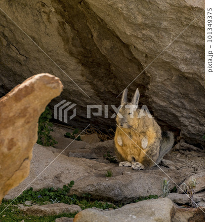 The viscacha resembles a rabbit with a squirrel tail, but is native only to South America. The viscacha resembles a rabbit with a squirrel tail, but is native only to South America. 101349375