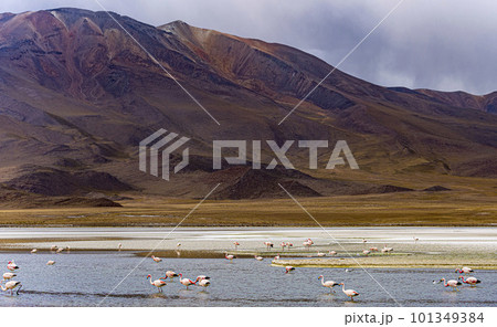 Many flamingos in a shallow lake in Bolivia, with majestic brown hills in the background Many flamingos in a shallow lake in Bolivia, with majestic brown hills in the background 101349384