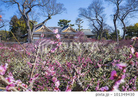 京都 北野天満宮の梅苑 花の庭 京都 北野天満宮の梅苑 花の庭 101349430
