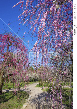 京都　北野天満宮の梅苑　花の庭　 101349435