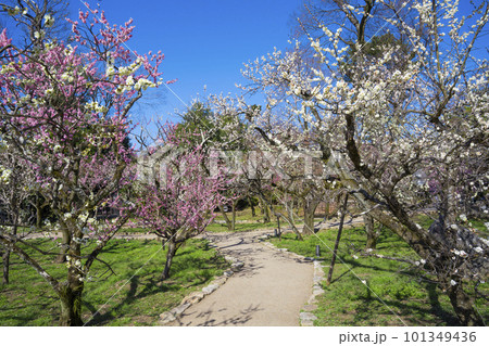 京都 北野天満宮の梅苑 花の庭 京都 北野天満宮の梅苑 花の庭 101349436