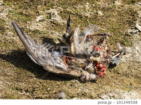 Hawk eats a burd he has killed on the edge of a lagoon in Bolivia 101349508