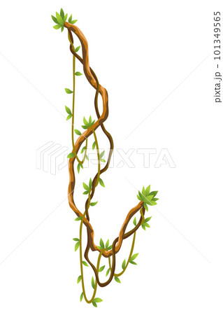 Twisted wild lianas branches banner. Jungle vine plants. Woody natural tropical rainforest, exotic botany. Woody natural branches 101349565