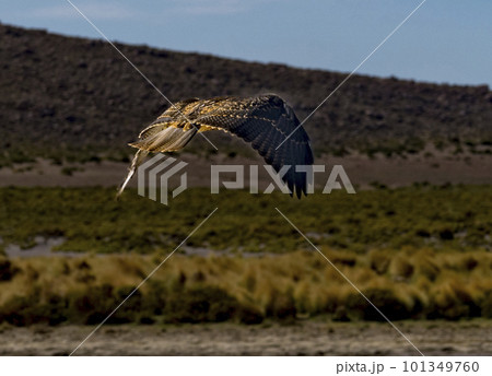 Hawk flies away after eating a burd he has killed on the edge of a lagoon in Bolivia 101349760