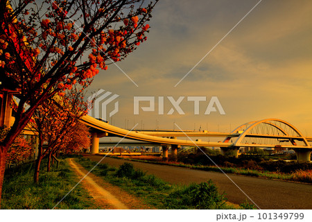荒川のさくら、五色桜大橋と江北ジャンクションの夕景 荒川のさくら、五色桜大橋と江北ジャンクションの夕景 101349799
