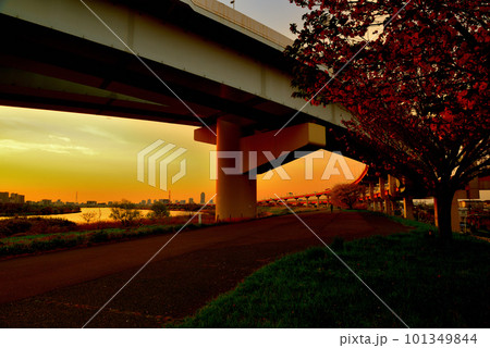 荒川のさくら、五色桜大橋と江北ジャンクションの夕景 荒川のさくら、五色桜大橋と江北ジャンクションの夕景 101349844