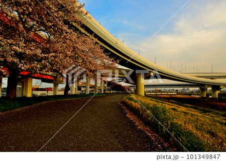 荒川のさくら、五色桜大橋と江北ジャンクションの夕景 荒川のさくら、五色桜大橋と江北ジャンクションの夕景 101349847
