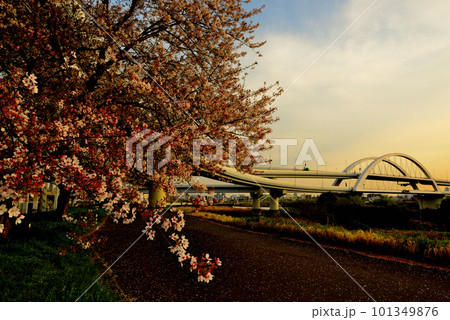 荒川のさくら、五色桜大橋と江北ジャンクションの夕景 荒川のさくら、五色桜大橋と江北ジャンクションの夕景 101349876