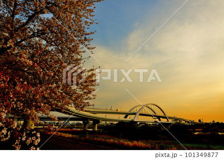 荒川のさくら、五色桜大橋と江北ジャンクションの夕景 荒川のさくら、五色桜大橋と江北ジャンクションの夕景 101349877