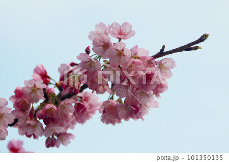 春の訪れを告げる安行桜 101350135