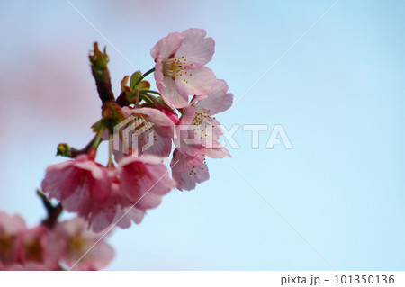春の訪れを告げる安行桜 101350136
