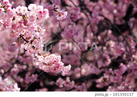 安行桜 安行桜 101350137