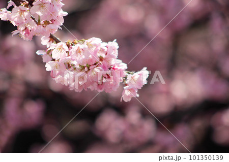 安行桜 101350139