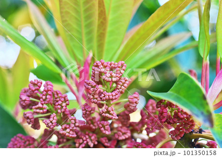 ユズリハの雄花の蕾(春、四月) ユズリハの雄花の蕾(春、四月) 101350158