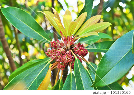 ユズリハの雄花の蕾(春、四月) ユズリハの雄花の蕾(春、四月) 101350160