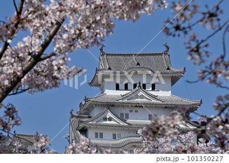 姫路城と桜 姫路城と桜 101350227