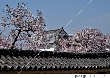 姫路城と桜 姫路城と桜 101350236
