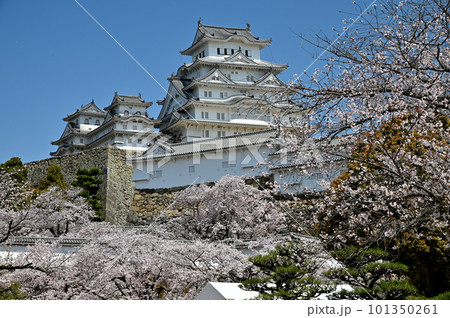 姫路城と桜 姫路城と桜 101350261
