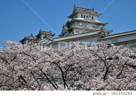 姫路城と桜 姫路城と桜 101350265