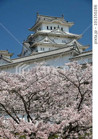 姫路城と桜 姫路城と桜 101350266