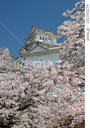姫路城と桜 101350274