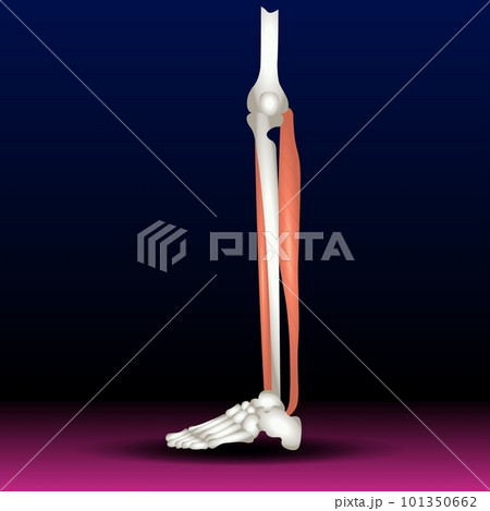 Peroneus tertius leg muscle with longus and brevis with human foot skeletal and muscular system from lateral view vector illustration. 101350662