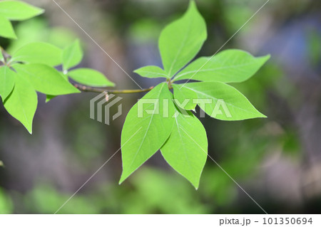 クロモジ(黒文字)の若葉 クロモジ(黒文字)の若葉 101350694