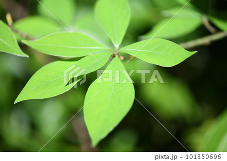 クロモジ（黒文字）の若葉 101350696