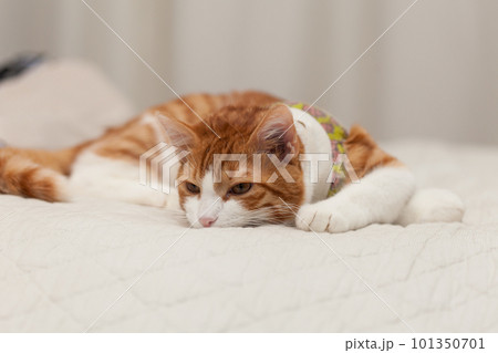Domestic yoing cat in bandage with broken paw Domestic yoing cat in bandage with broken paw 101350701