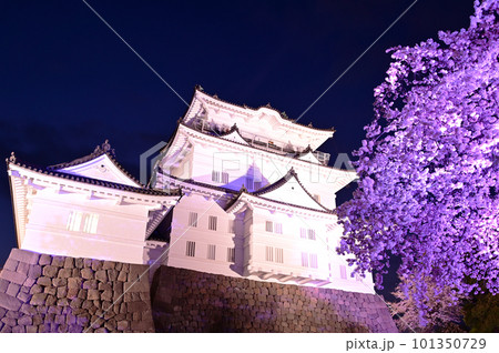 小田原城と桜の遠景風景 小田原城と桜の遠景風景 101350729