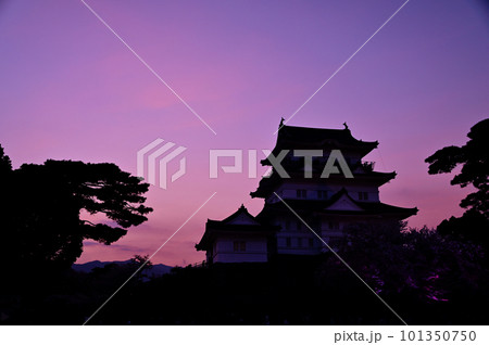 小田原城と桜の遠景風景 101350750