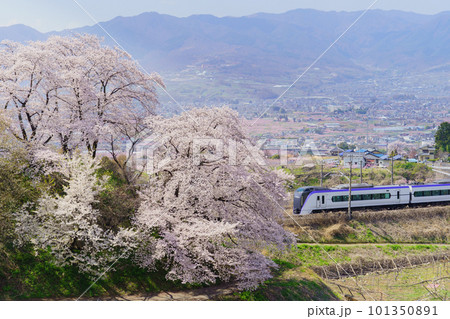 勝沼ぶどう郷の桜と特急 101350891
