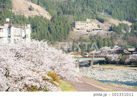 【下呂温泉】飛騨川沿いの桜並木と普通列車 【下呂温泉】飛騨川沿いの桜並木と普通列車 101351011