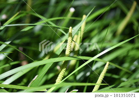 セキショウ（石菖）の花 101351071