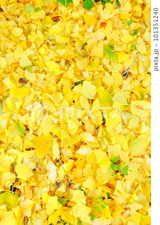 イチョウ 銀杏 いちょう 紅葉 黄葉 落ち葉 イチョウ 銀杏 いちょう 紅葉 黄葉 落ち葉 101351240