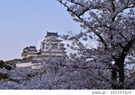 姫路城と桜 姫路城と桜 101351824